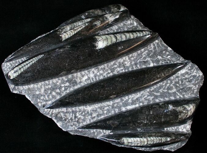 Polished Orthoceras (Cephalopod) Plate - #14105